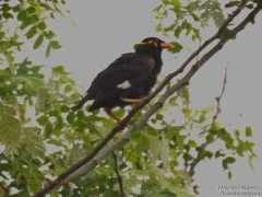 devashish.deb.oiseaux.net Religieux