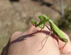 reptarium.cz Religiosa