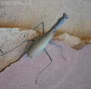 biodiversidadvirtual.org Religiosa