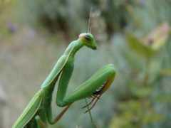 reptarium.cz Religiosa