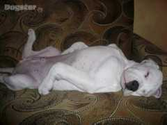 dogster.ru Relizan