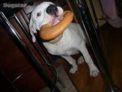 dogster.ru Relizan