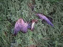 thehuntinglife.com Remans