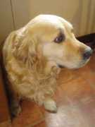 champdogs.co.uk Rembers