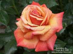 ww.justourpictures.com Rememberme