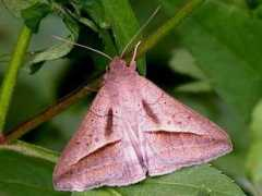 jpmoth.org Remigia