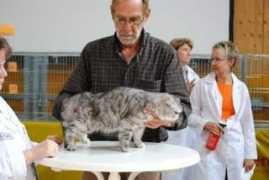 catbear.ch Remina