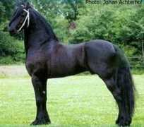 northstarstud.com Remmelt