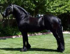 nicopintostallion.com Remmelt