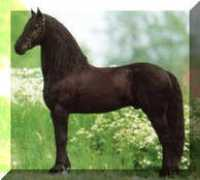 signaturefriesians.com Remmelt