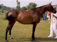 sportingchancefarm.com Remondina