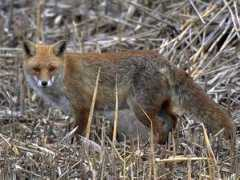 rpn.ch Renard