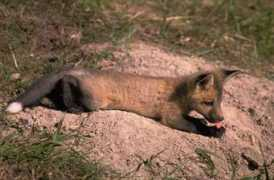 faune-jura.com Renardeau