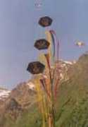 eolotempo65.free.fr Renaser