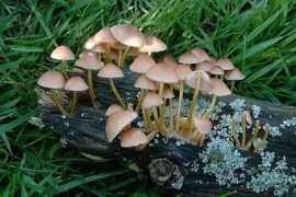 mycostra.free.fr Renati