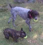 maximefrenchbulldogs.com Renchie