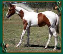 twinoakspainthorses.com Reneice