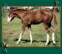 twinoakspainthorses.com Reneice