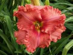 kinnebrewdaylilygarden.com Renies