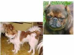 doggiedealer.com Renlin