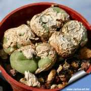 cactuspedia.info Rennei