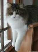 Rento