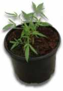 Repot