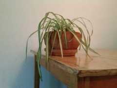 Repot