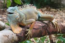 pets.onas.ru Reptile