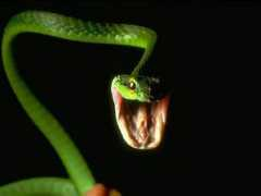 guides.wikinut.com Reptile