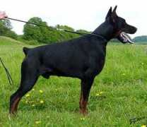 dobermann-review.com Rerikh