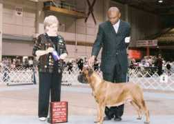 rosewoodbullmastiffs.com Rerun