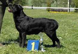 labrador-retriever.cz Rescator