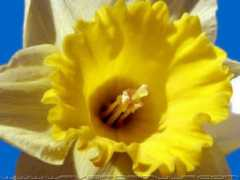 Resham