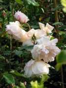 compagniadelgiardinaggio.it Restie