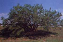 nativeplantproject.tripod.com Retama