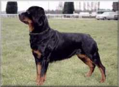 rottweilersdirect.co.uk Retham