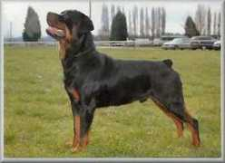 rottweilersdirect.co.uk Retham