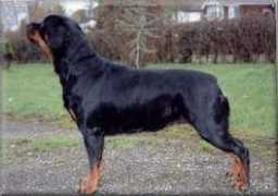 rottweilersdirect.co.uk Retham