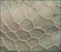 Retic