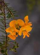 australianplants.org Retorta