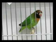 africanlovebirdsociety.com Reusmann