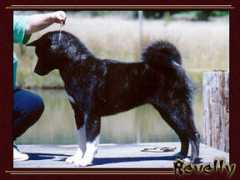 yakedoakitas.com Revelly