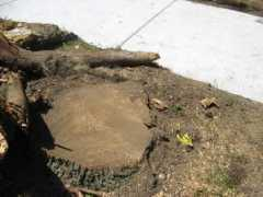 annarbortreeconservancy.org Revena