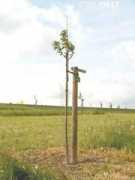 streuobstsortengarten-rlp.de Rewena