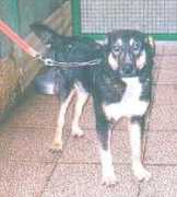 diamocilazampa.it Rexino