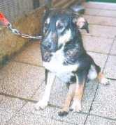 diamocilazampa.it Rexino