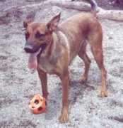 diamocilazampa.it Rexino