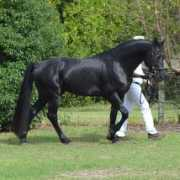 friesiansporthorseassociation.com Reynier