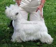 westieinfo.com Rezika